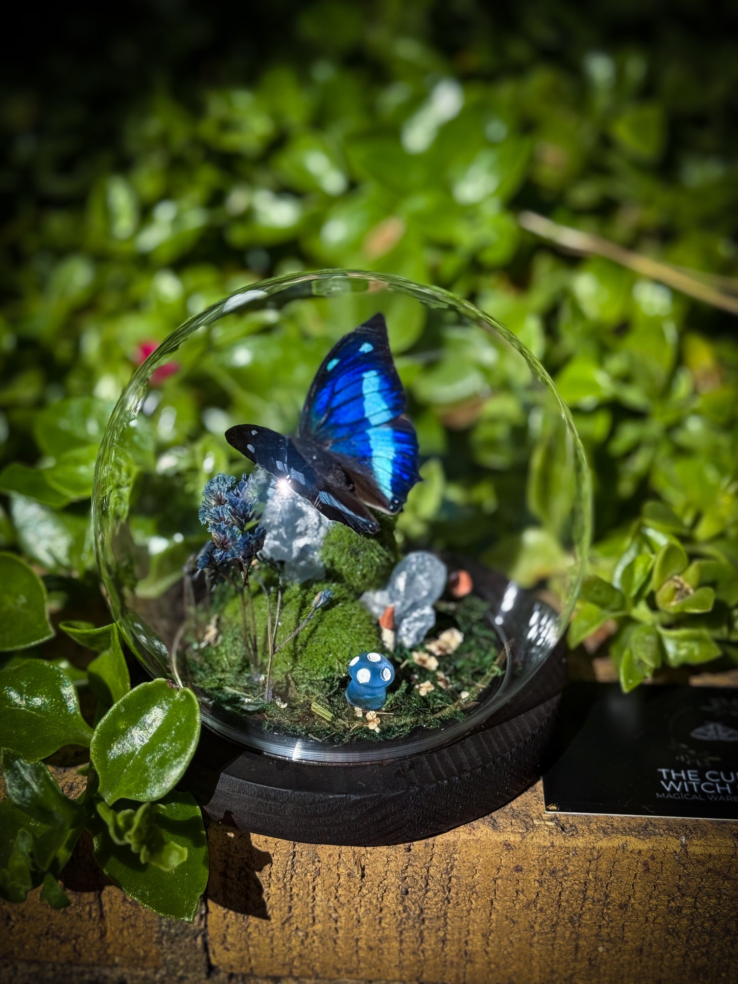 The Midnight Blue Butterfly/Polygrapha Cyanea - Dome
