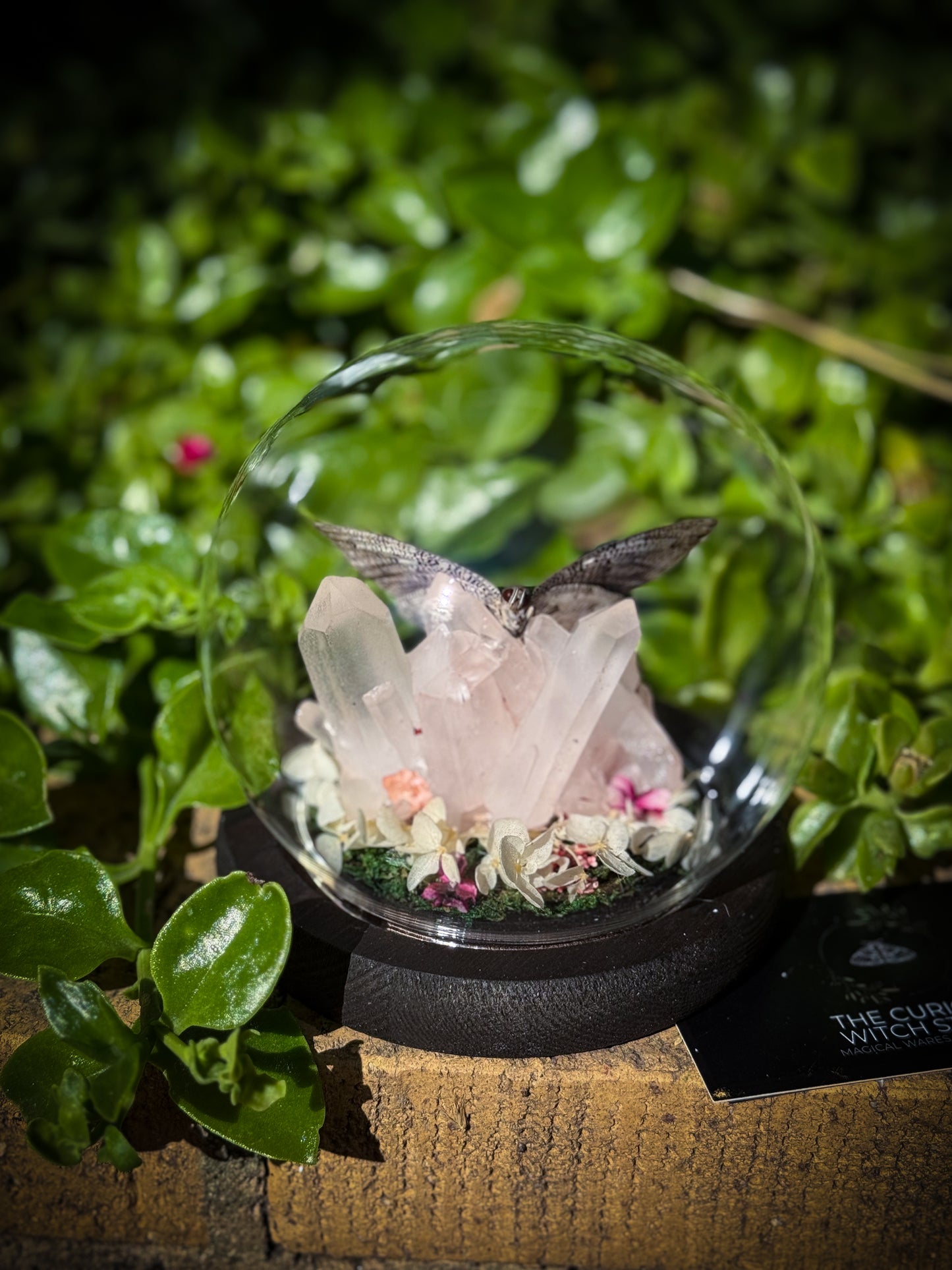 The Midnight Blue Butterfly/Polygrapha Cyanea - Rose Quartz Dome
