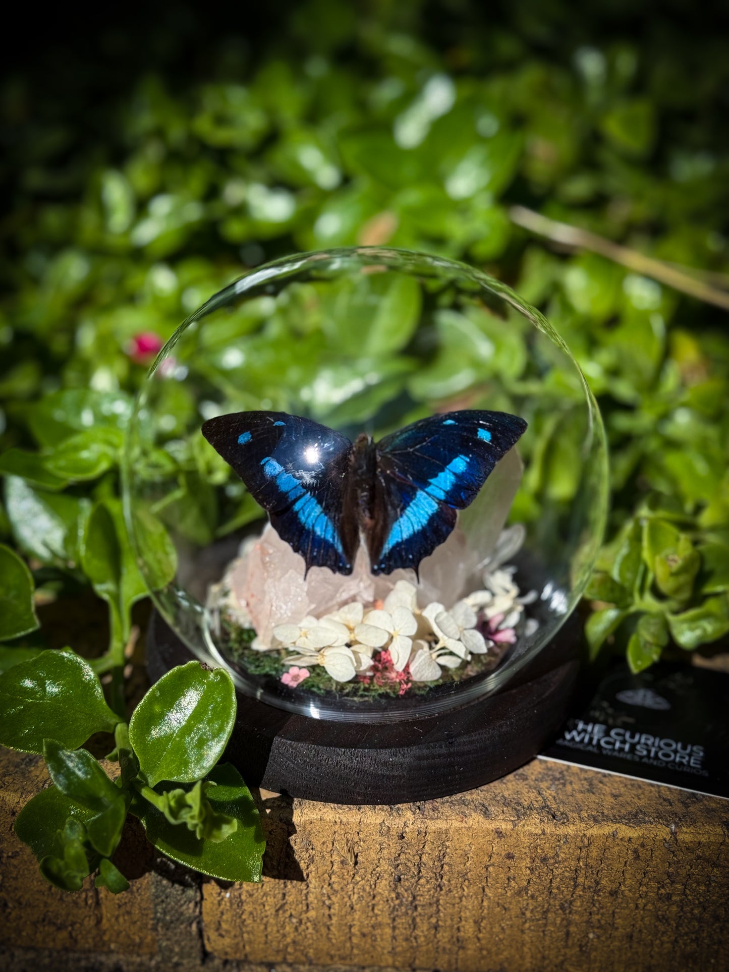 The Midnight Blue Butterfly/Polygrapha Cyanea - Rose Quartz Dome
