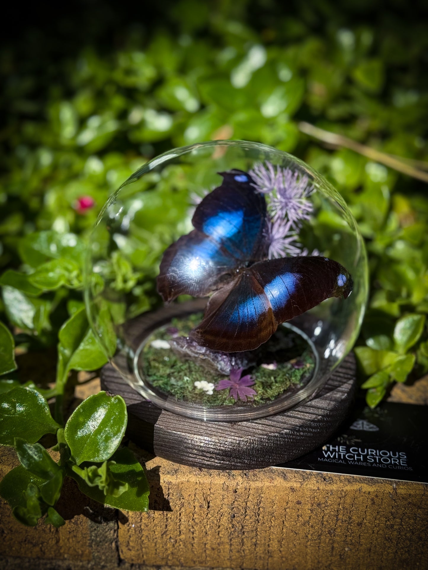The Great Blue Hookwing/Napeocles Jucunda - Amethyst Dome