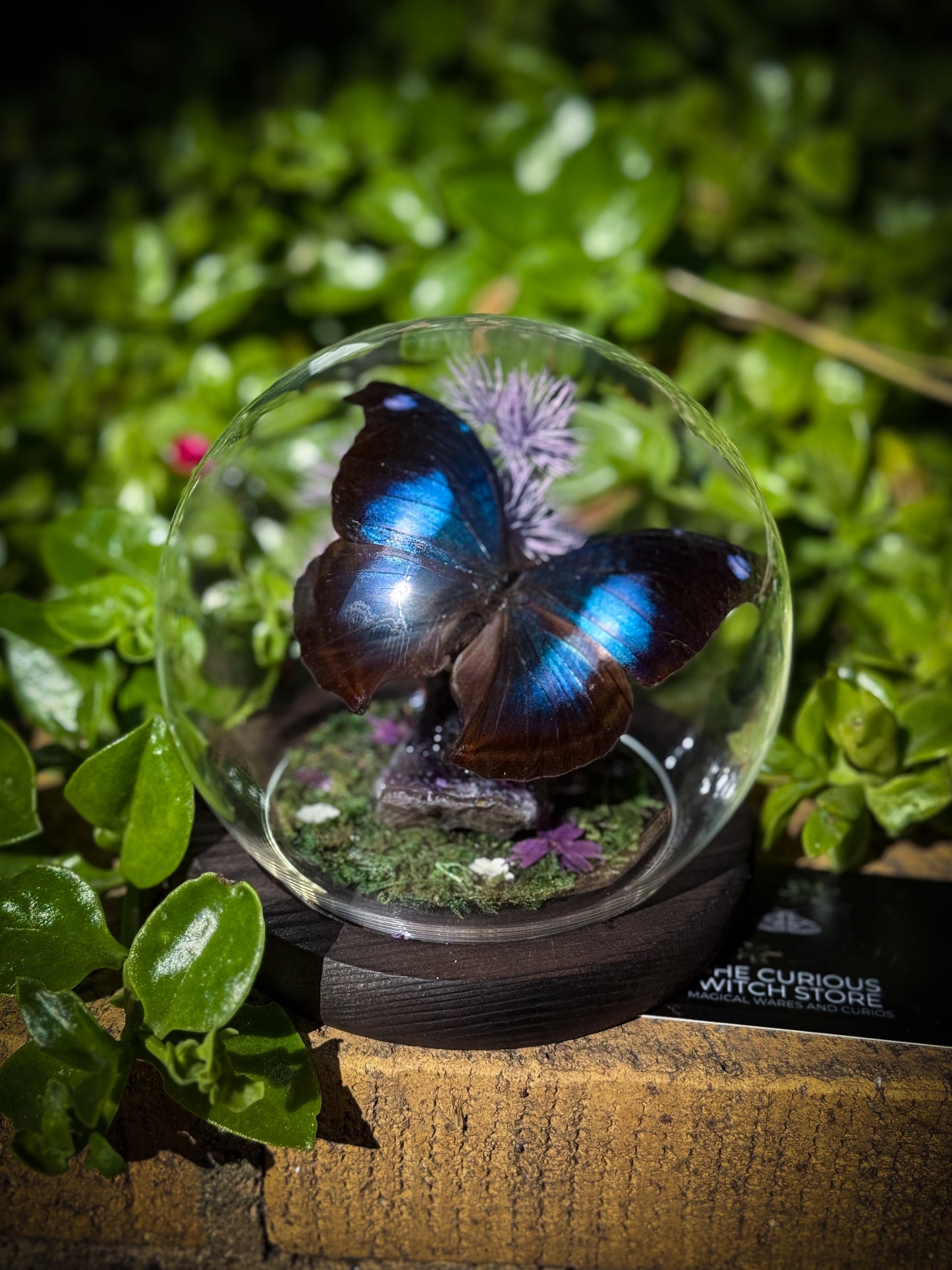 The Great Blue Hookwing/Napeocles Jucunda - Amethyst Dome