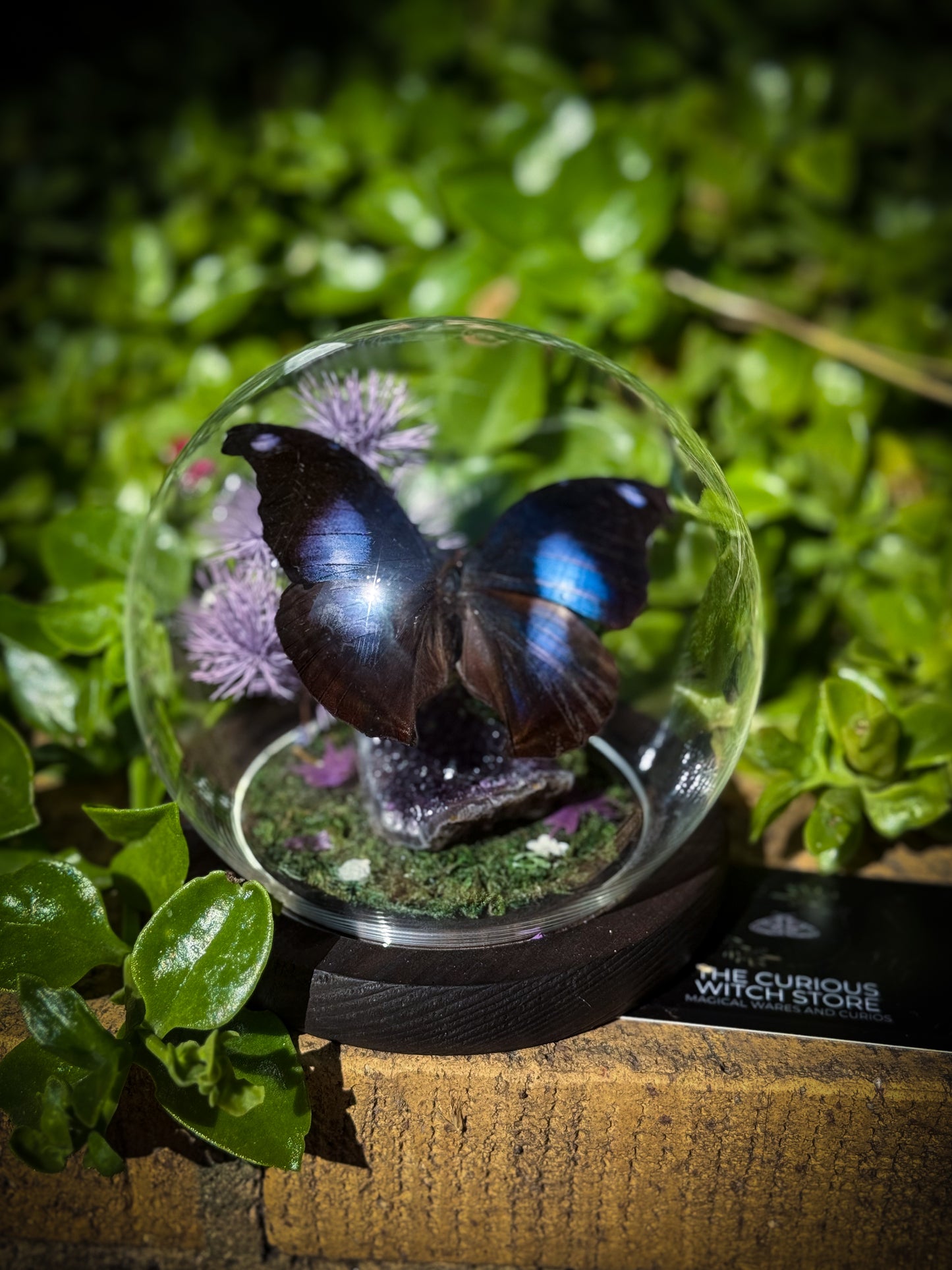 The Great Blue Hookwing/Napeocles Jucunda - Amethyst Dome