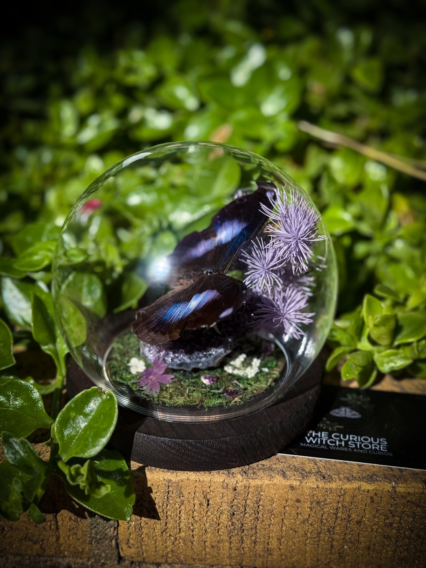 The Great Blue Hookwing/Napeocles Jucunda - Amethyst Dome