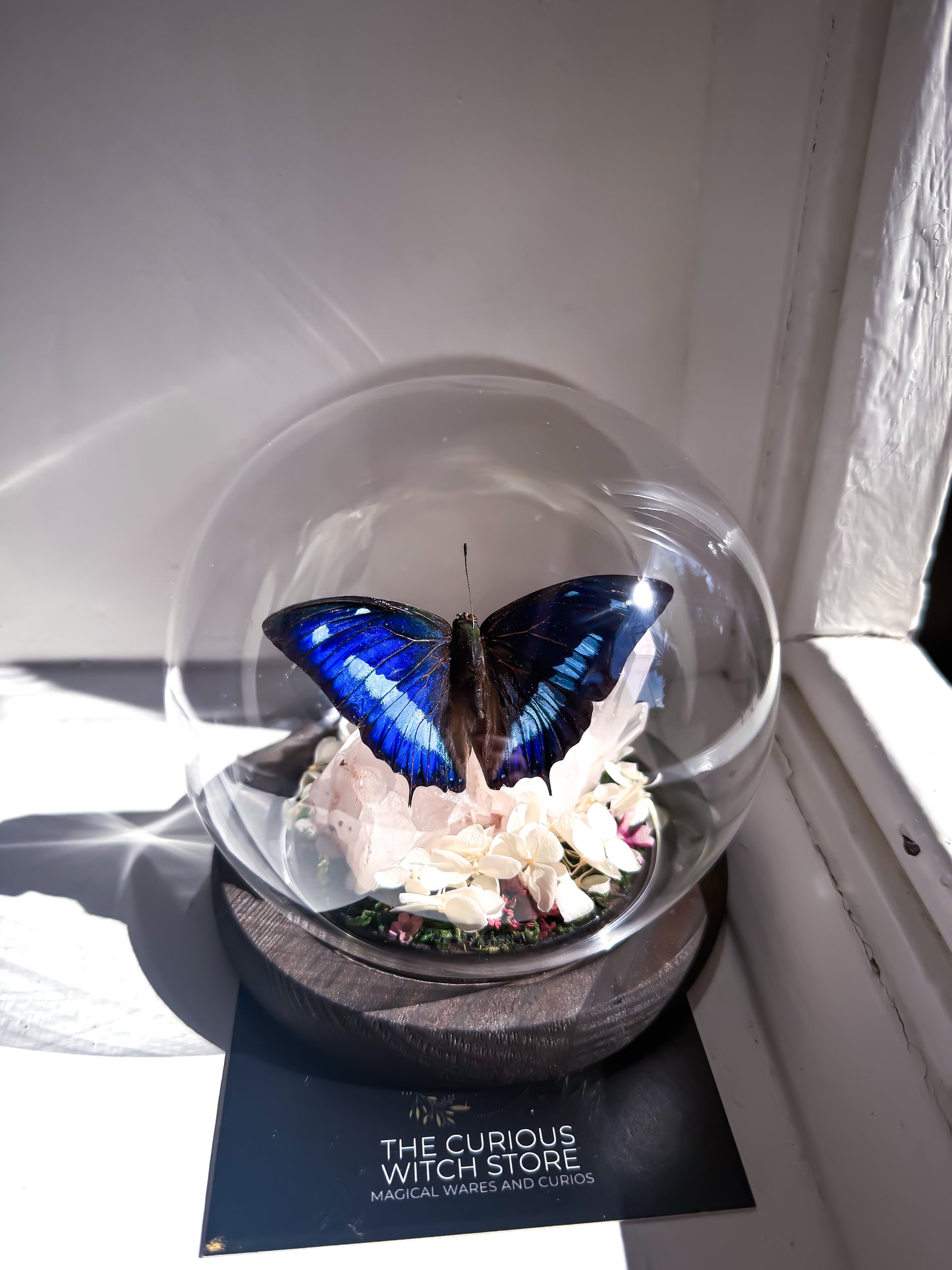 The Midnight Blue Butterfly/Polygrapha Cyanea - Rose Quartz Dome