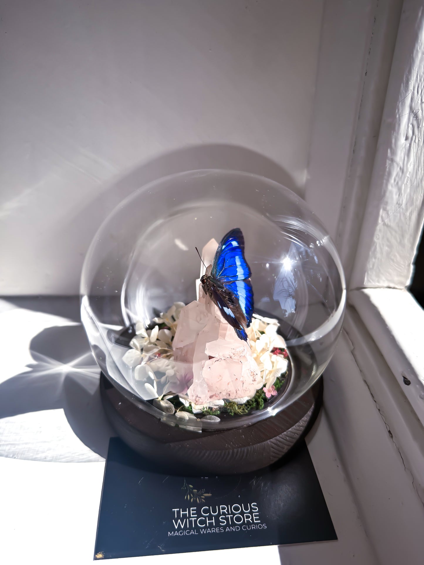The Midnight Blue Butterfly/Polygrapha Cyanea - Rose Quartz Dome