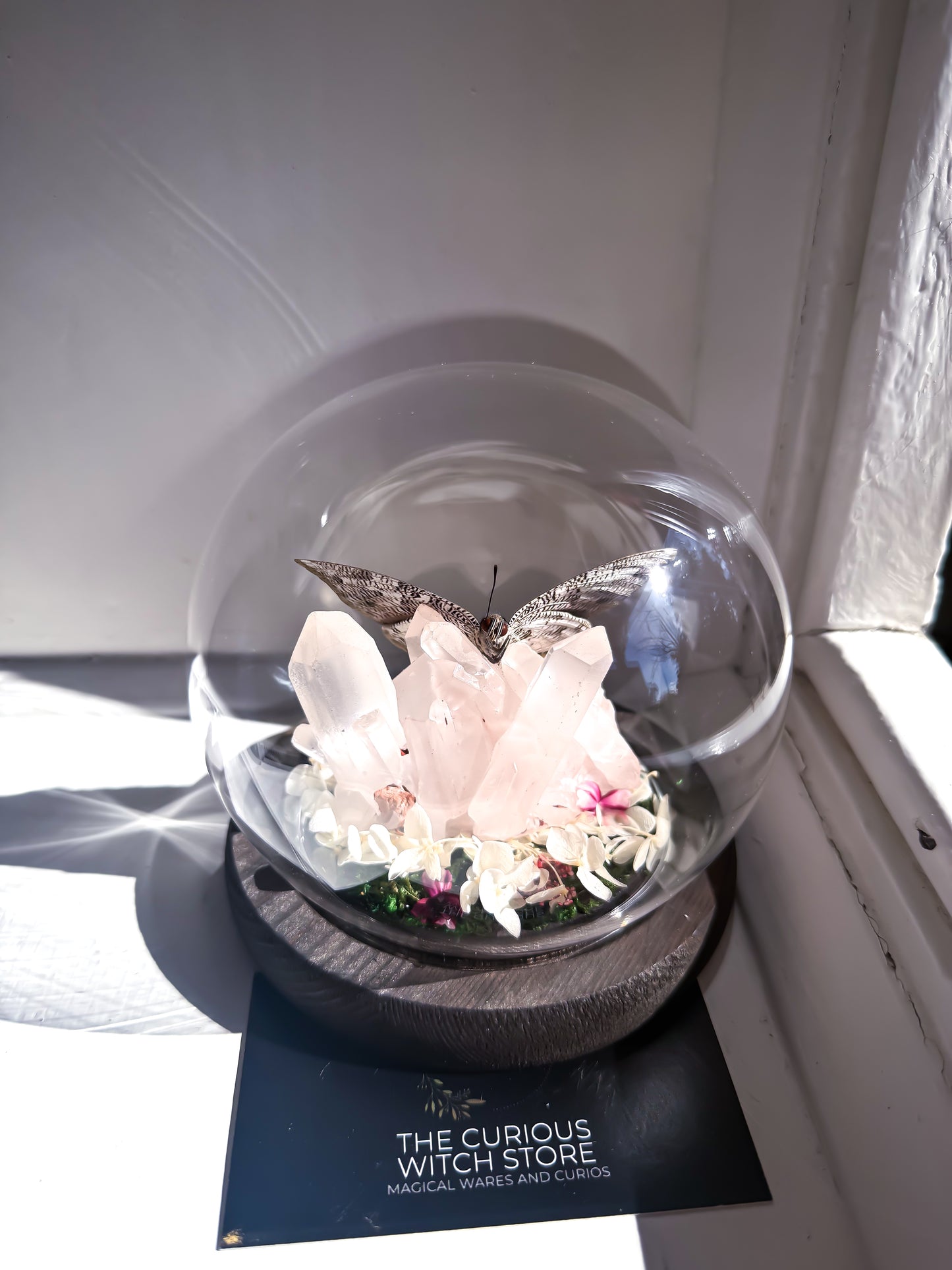 The Midnight Blue Butterfly/Polygrapha Cyanea - Rose Quartz Dome