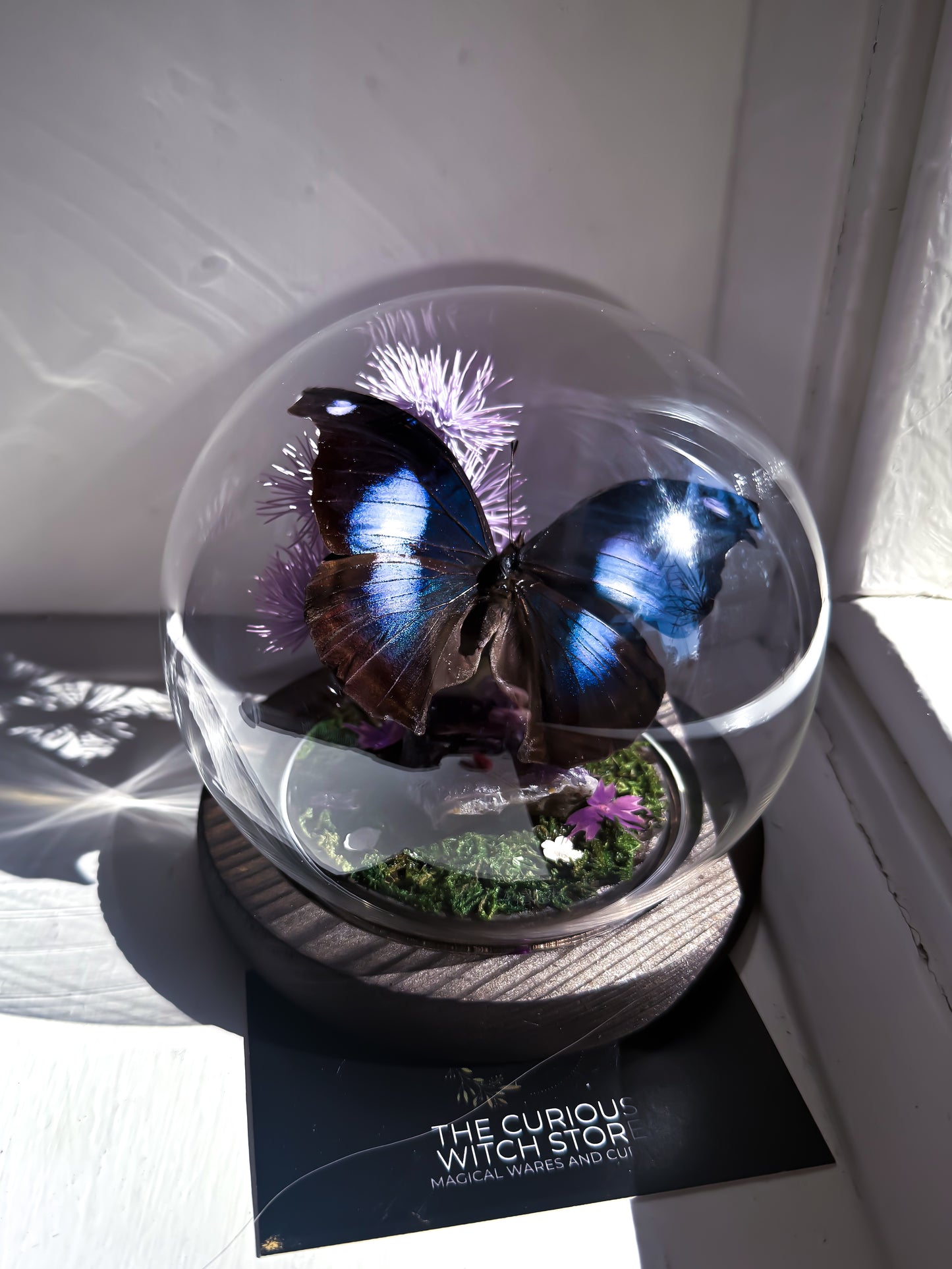 The Great Blue Hookwing/Napeocles Jucunda - Amethyst Dome