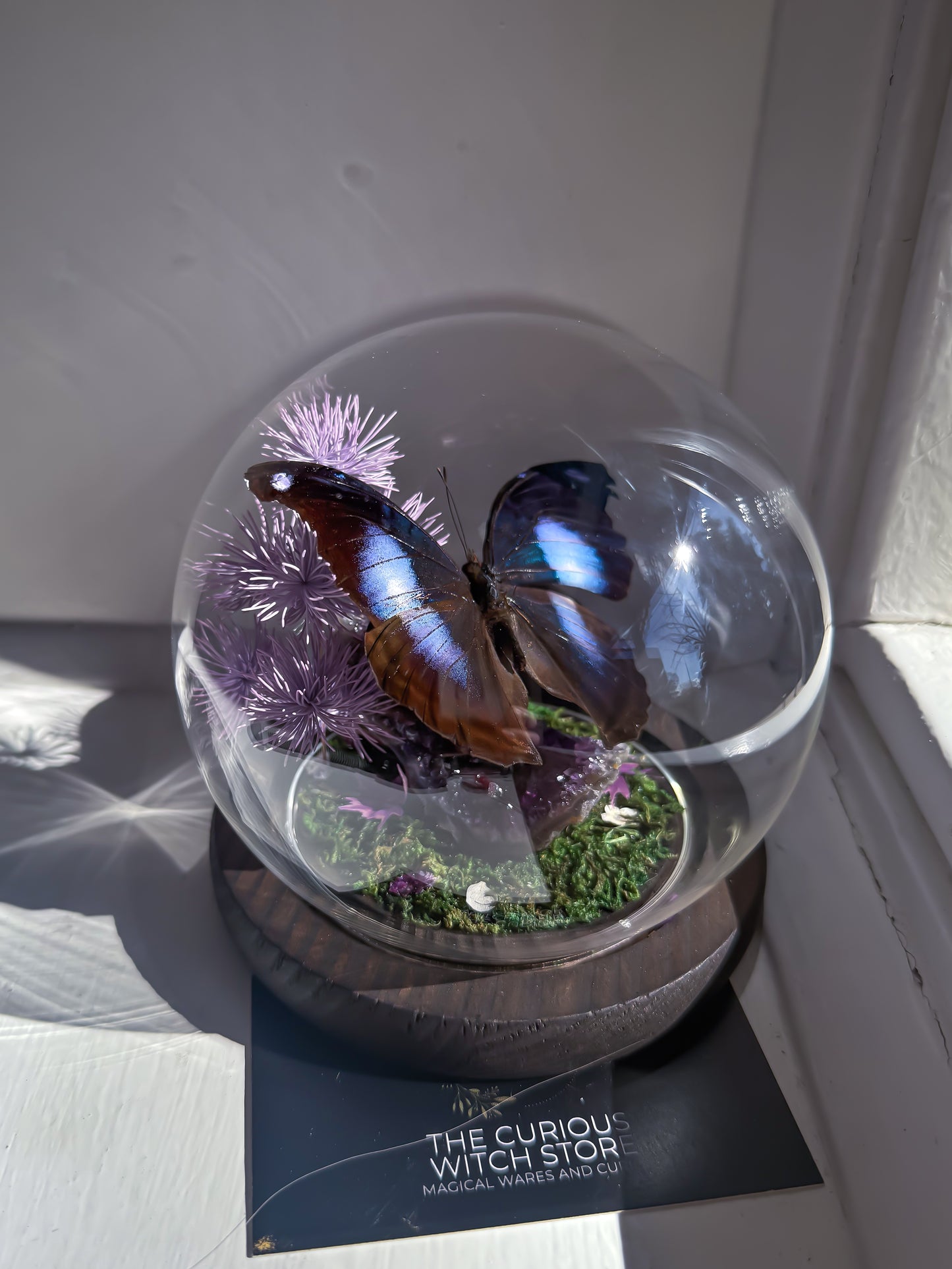 The Great Blue Hookwing/Napeocles Jucunda - Amethyst Dome