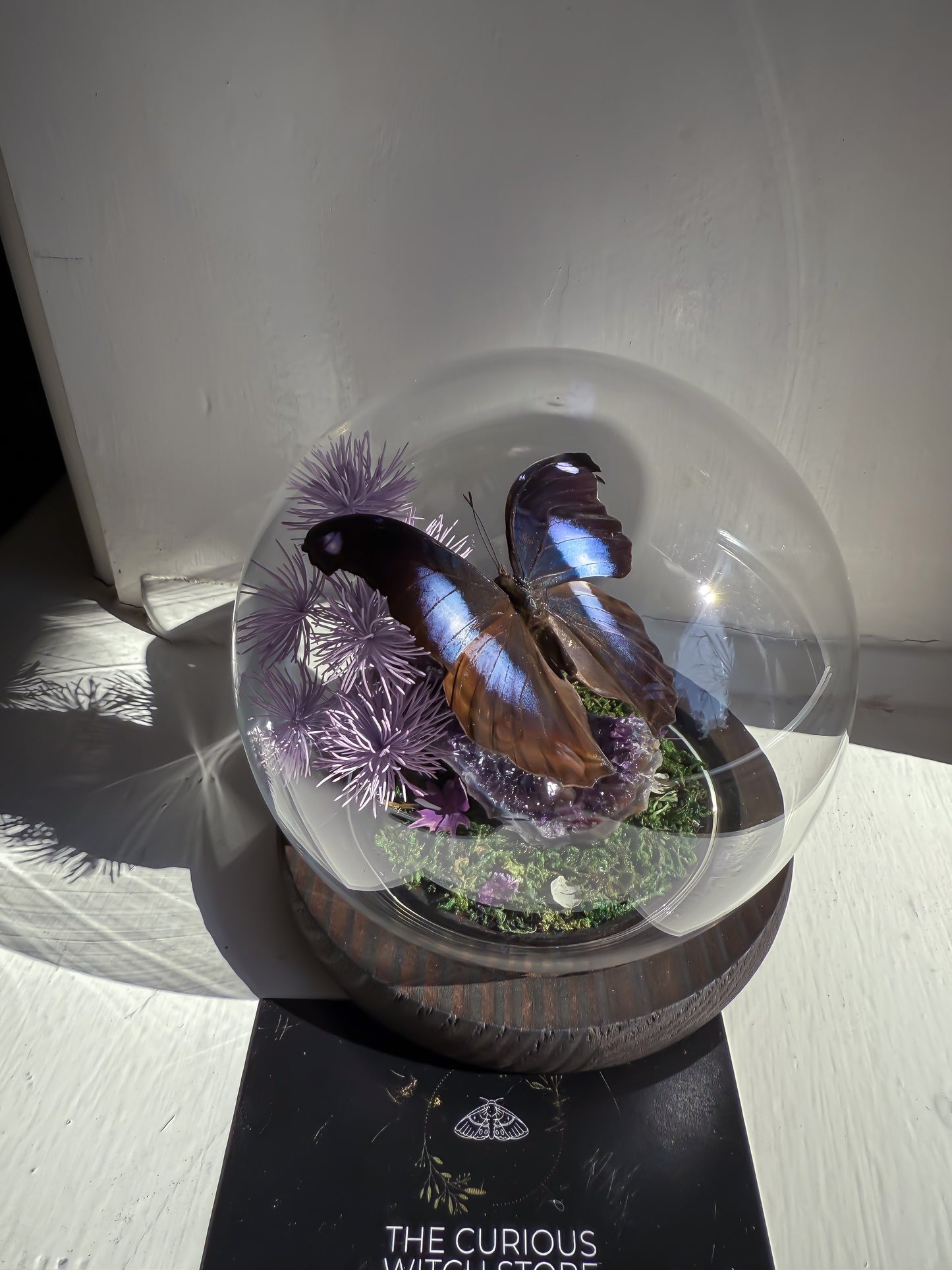 The Great Blue Hookwing/Napeocles Jucunda - Amethyst Dome
