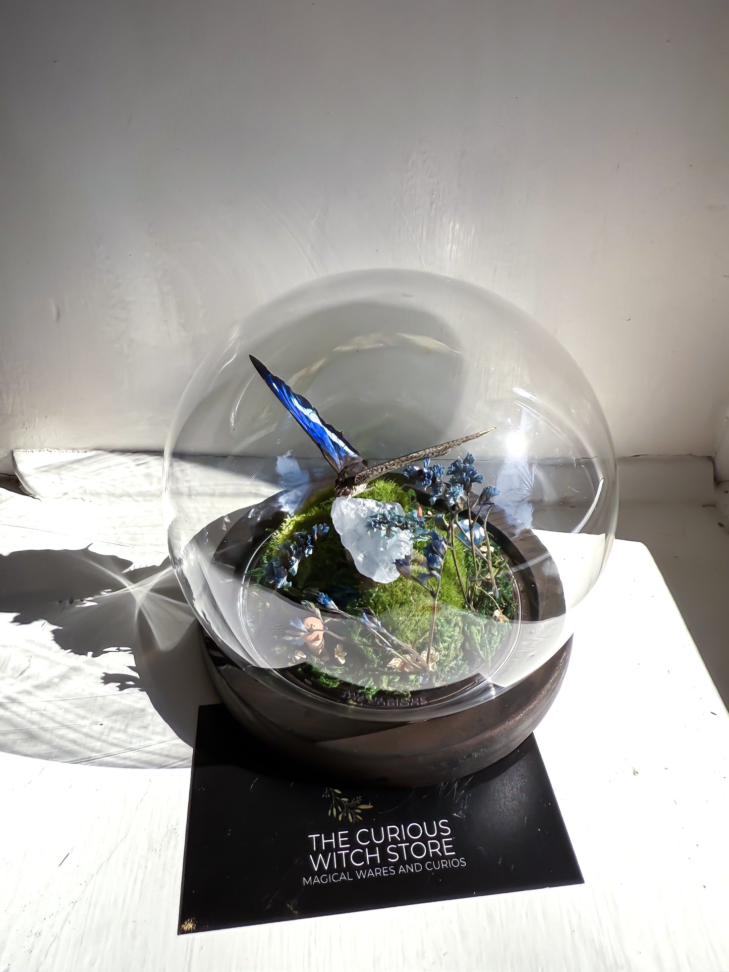 The Midnight Blue Butterfly/Polygrapha Cyanea - Dome