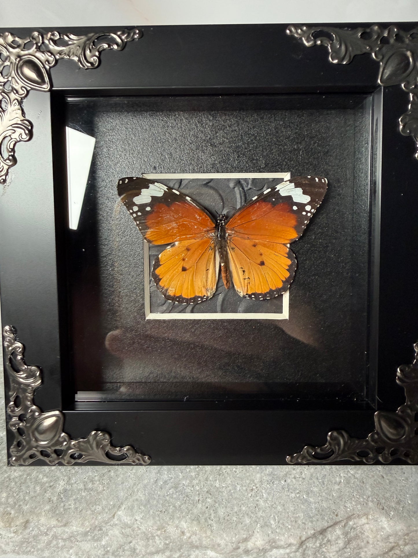 Danaus Chrysippus - the African Monarch