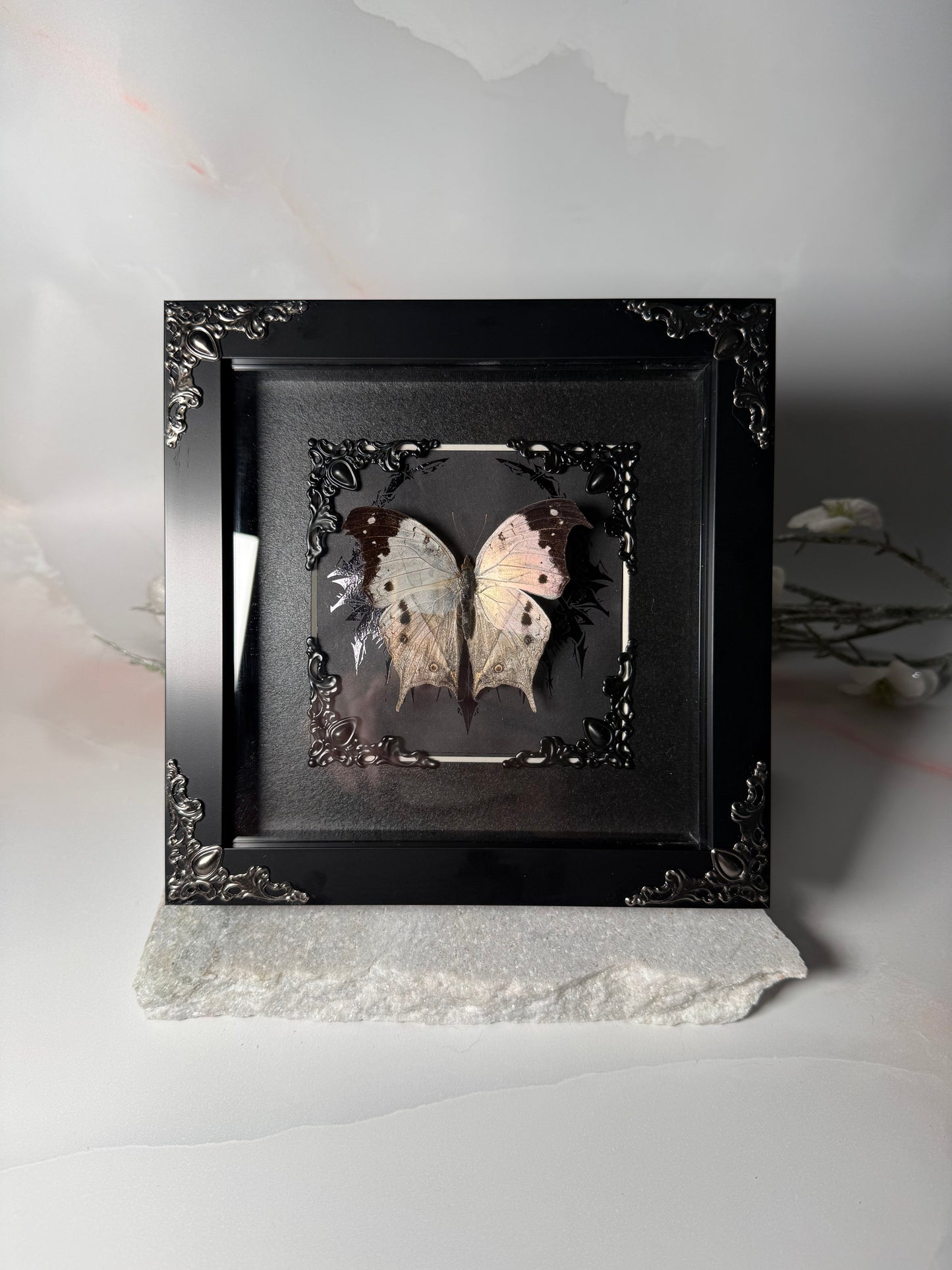 Salamis Duprei / Mother of Pearl butterfly - Dark Ornamental