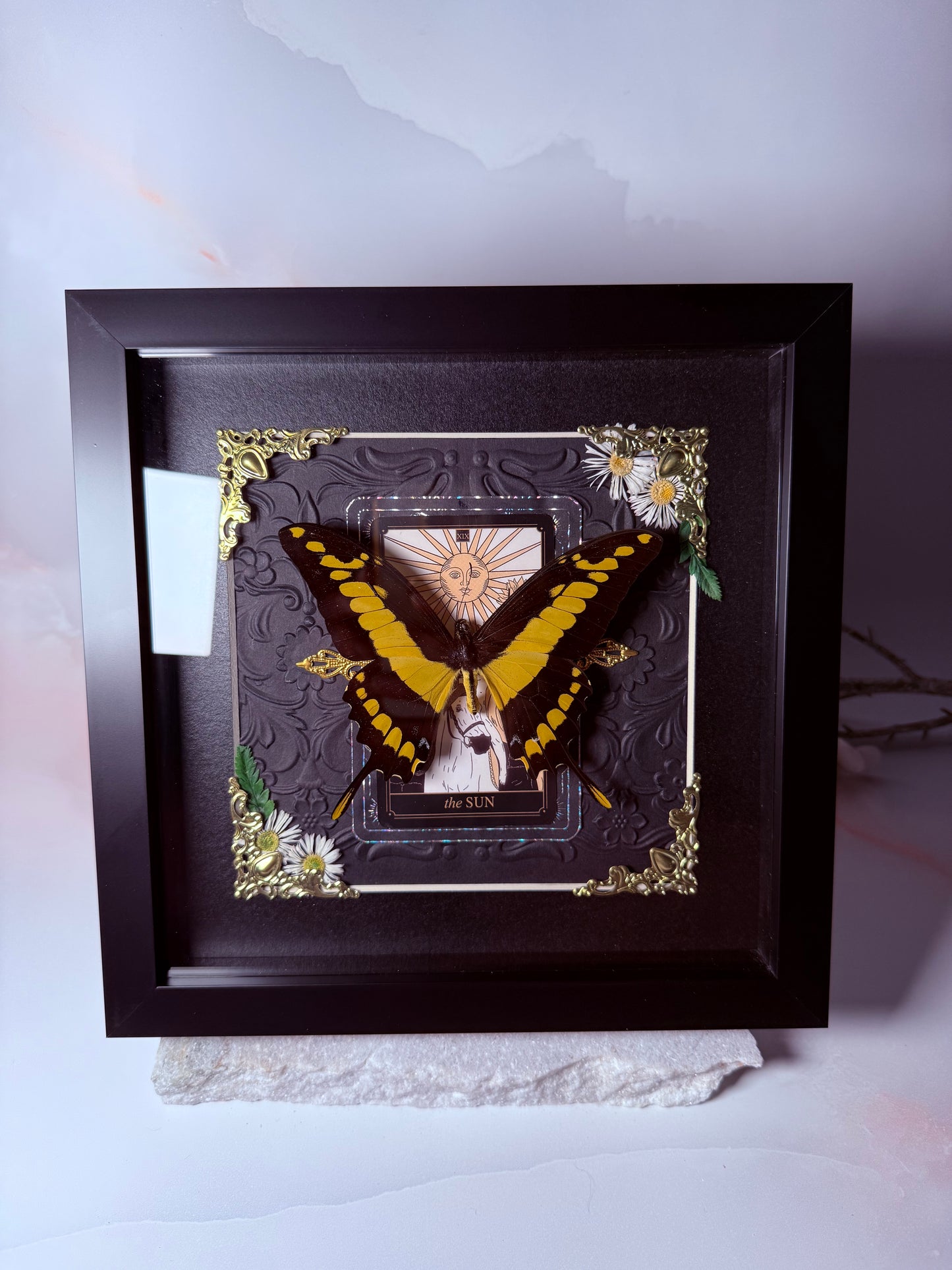 Papilio Thoas - The Sun