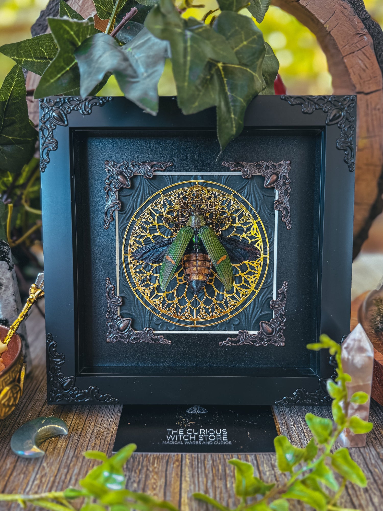 Real Framed Butterfly and Insect Specimens - The Curious Witch Store