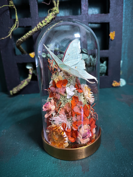 Actias Luna/Luna moth - Dome Vintage Amber