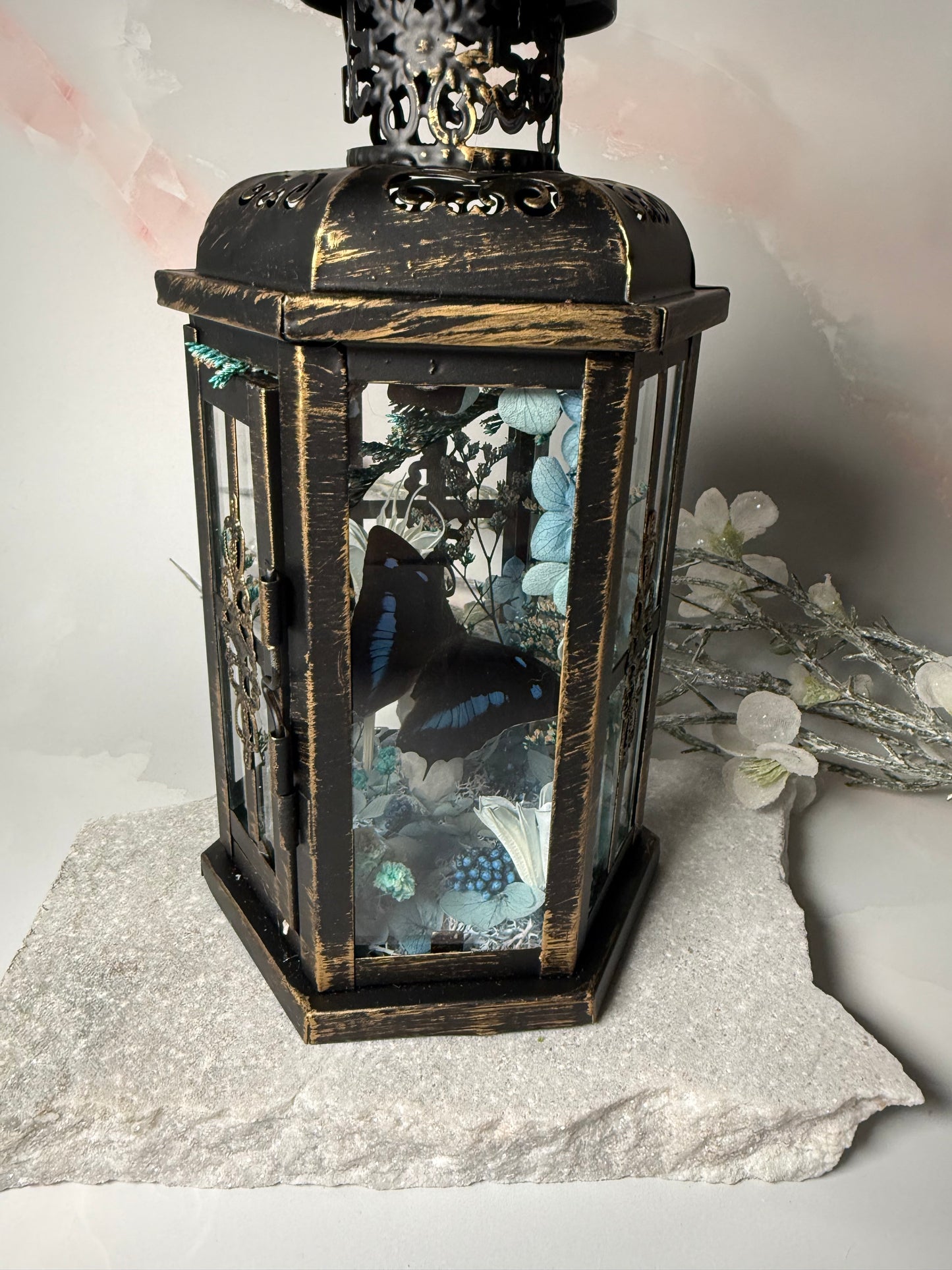 Fae Lantern Polygraphia Cyanea - Winter blossom