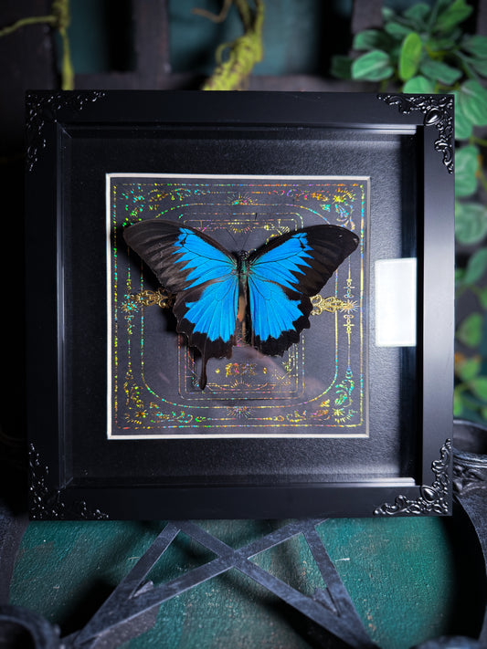 Papilio Ulysses - Life Tarot *missing tail *