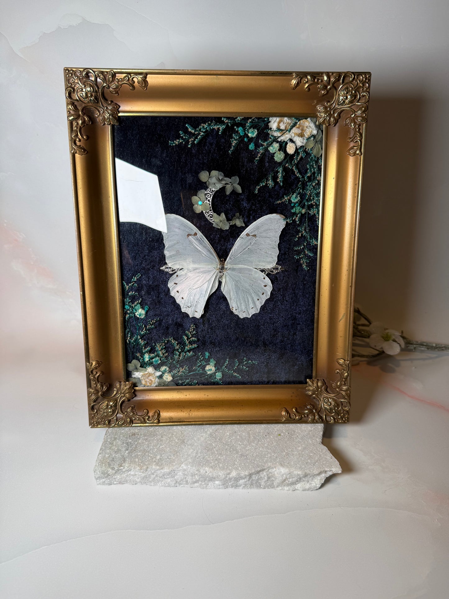 Morpho Polyphemus - Antique convex frame