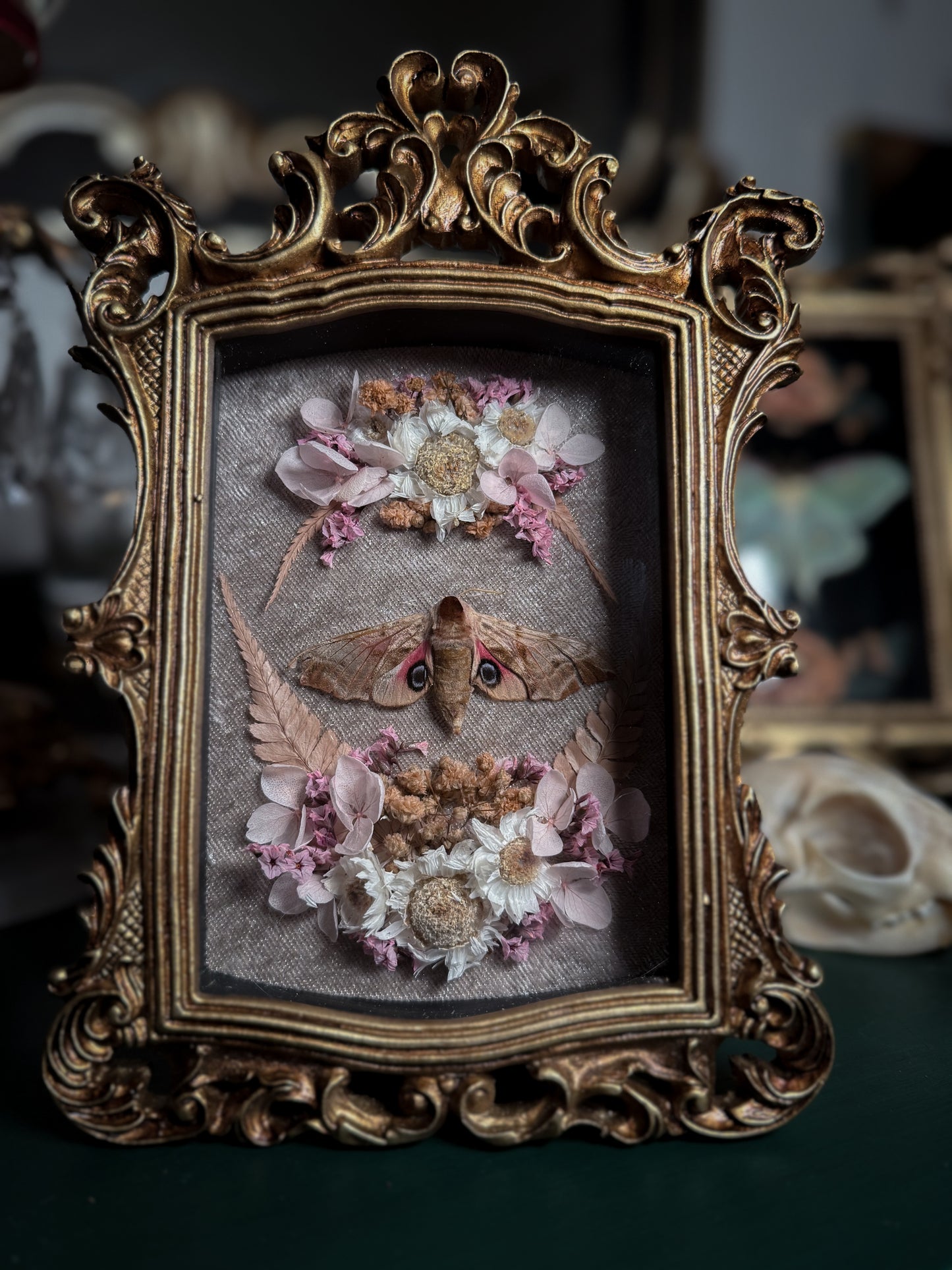Smerinthus Ocellata - Ornate Shadow box *natural death*