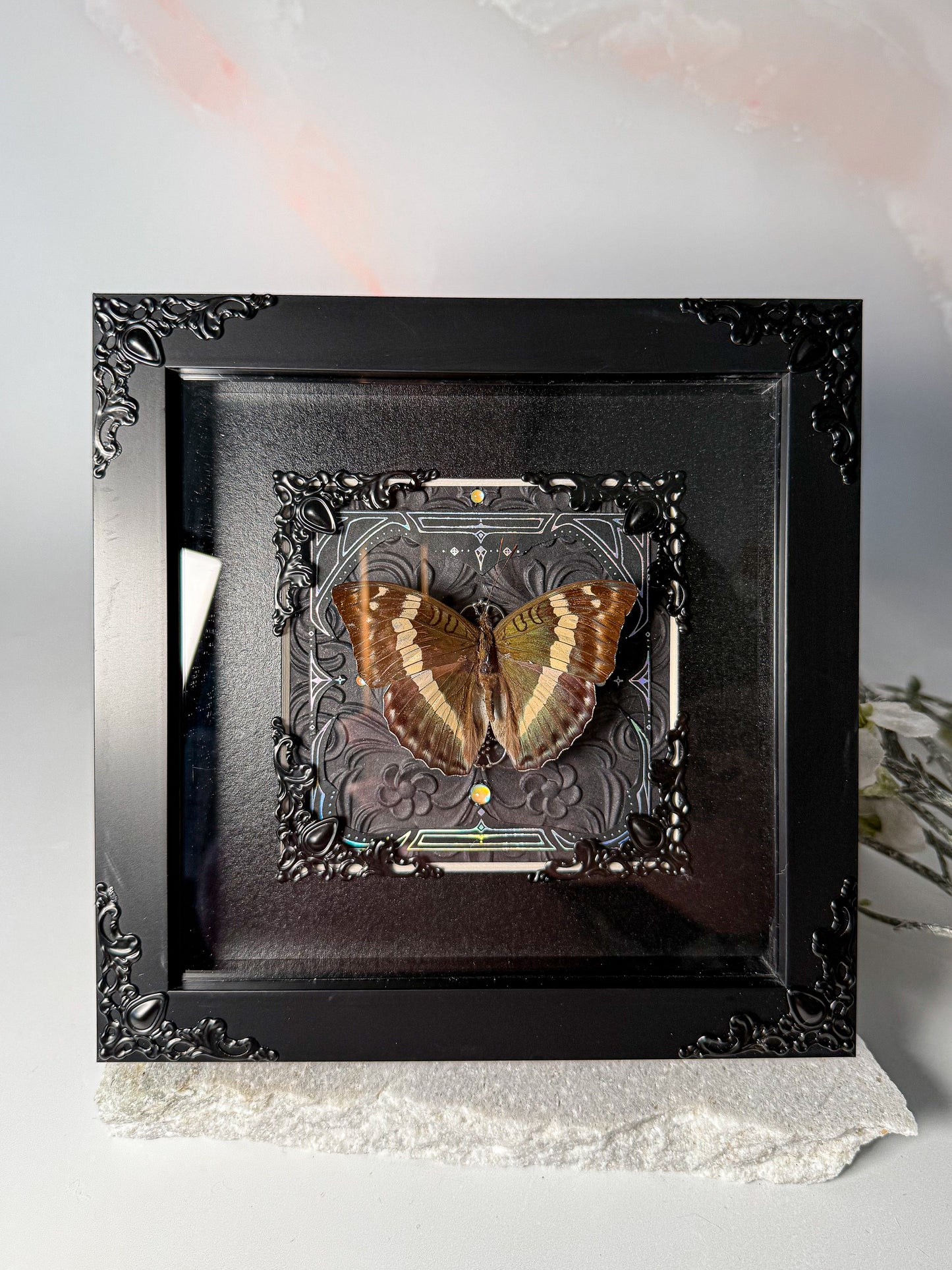 Euthalia Franciae Attentuatta