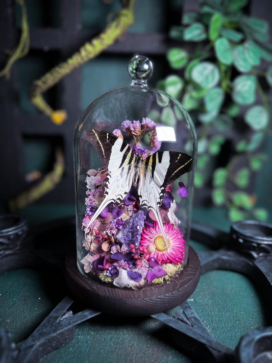 Graphium Androncles Butterfly - Amethyst Castle Dome