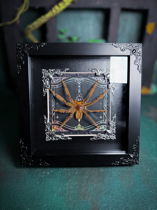 Heteropoda Sp/ Huntsman Spider- Silver