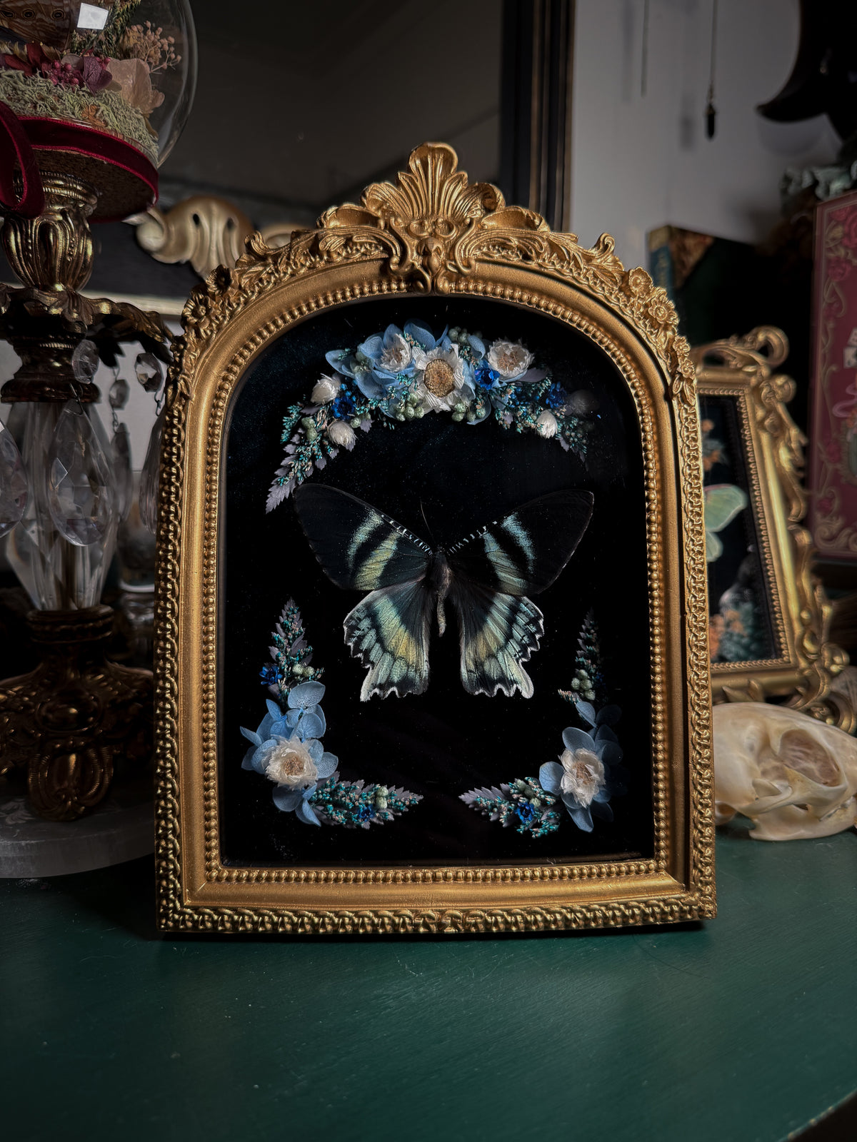 Alcides orontes - Ornate Shadow box