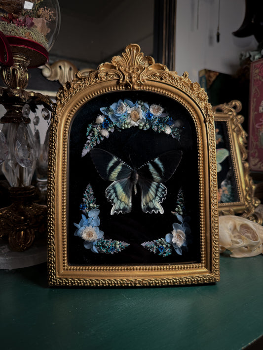 Alcides orontes - Ornate Shadow box