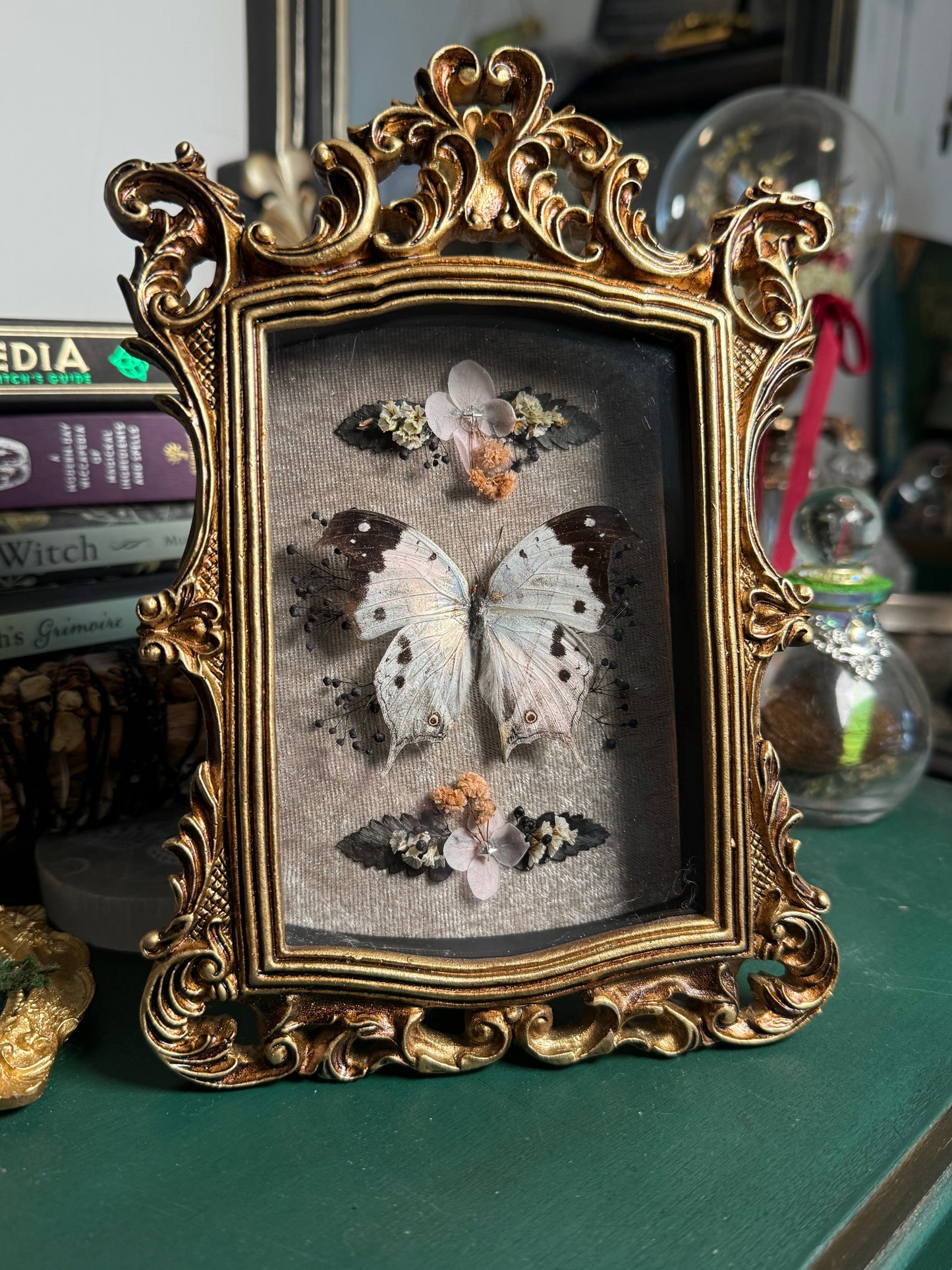 Salamis Duprei - Ornate Shadow box