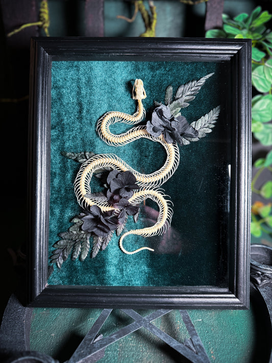 Articulated Snake Skeleton Xenopeltis unicolor - Green Forest