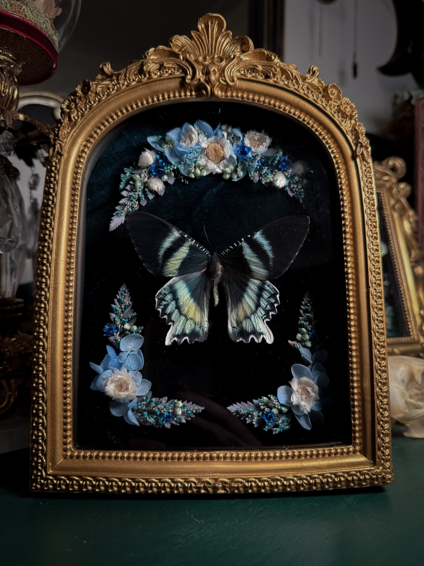 Alcides orontes - Ornate Shadow box