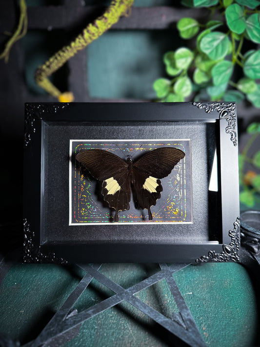 Papilio Diophantus - Gold Tarot