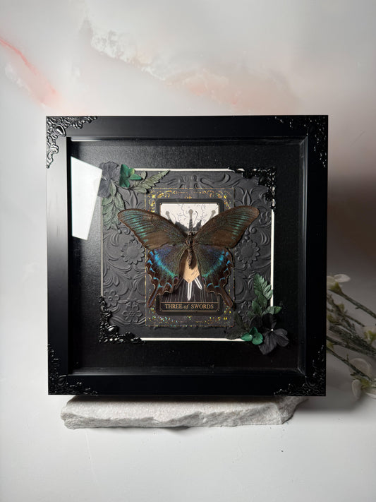 Papilio Maackii - Three of Swords