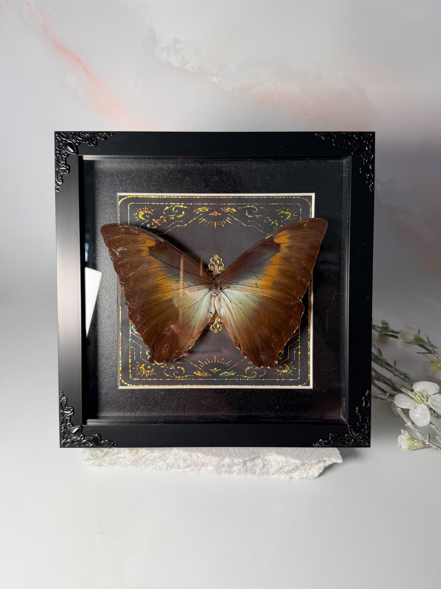 Morpho Cisseis Gahua - Garden