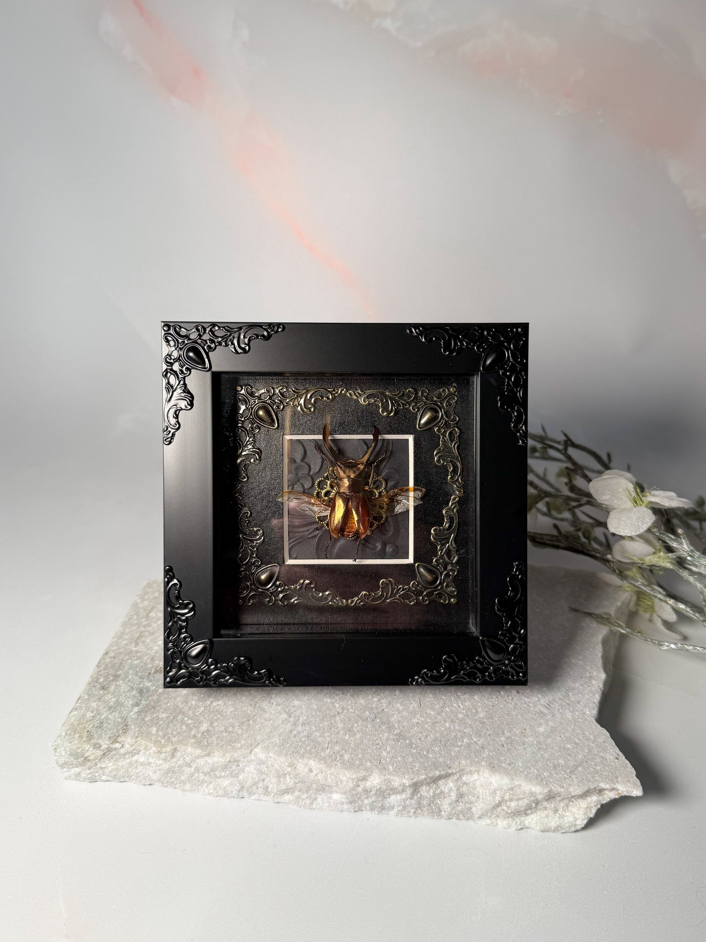 Cyclommatus Metallifer Ottani - Gold