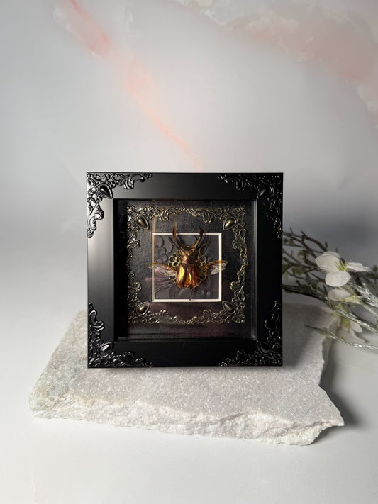 Cyclommatus Metallifer Ottani - Gold