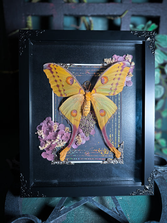 Argema Mittrei, Female Comet Moth - Golden