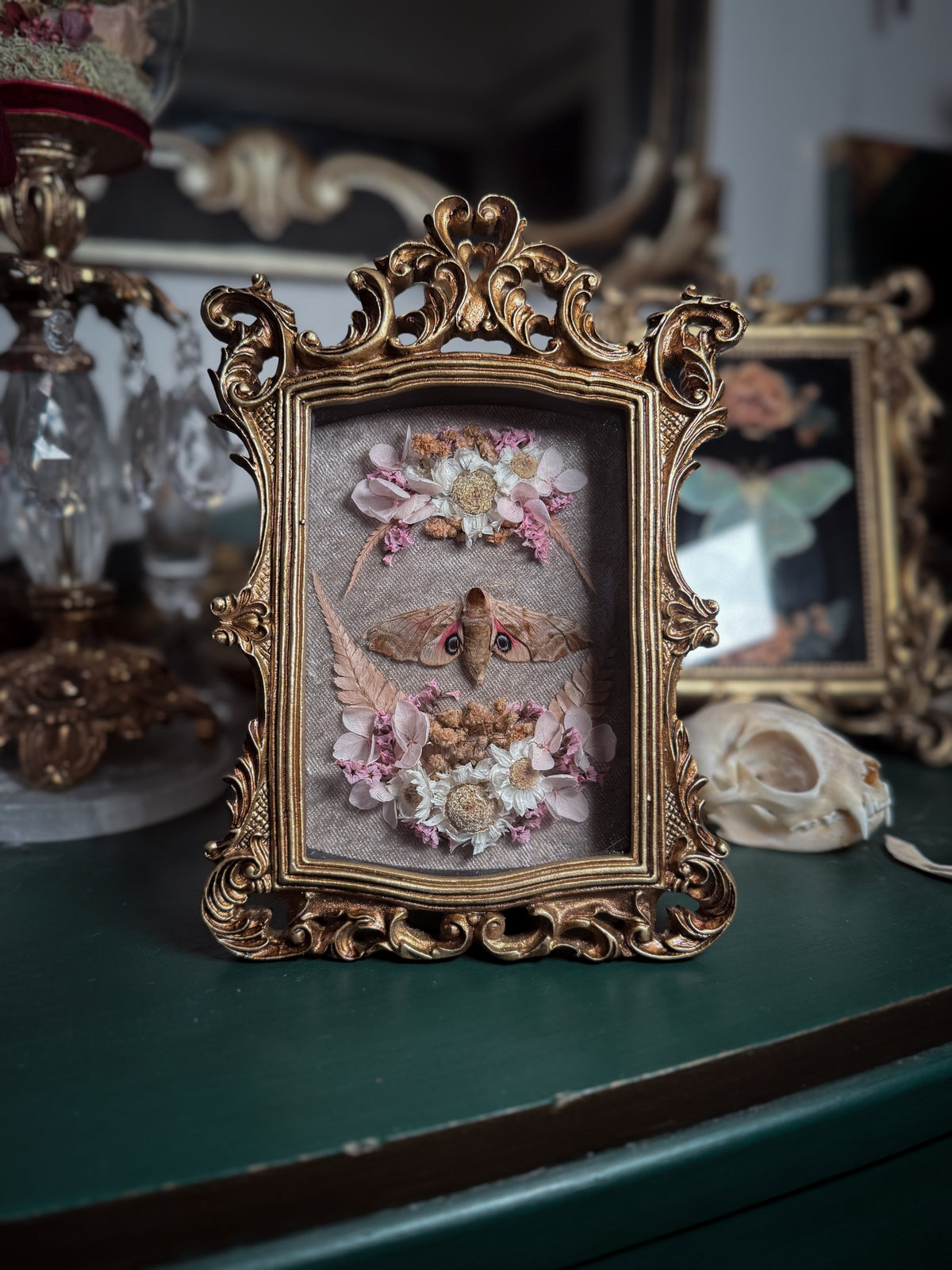 Smerinthus Ocellata - Ornate Shadow box *natural death*