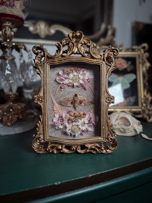 Smerinthus Ocellata - Ornate Shadow box *natural death*