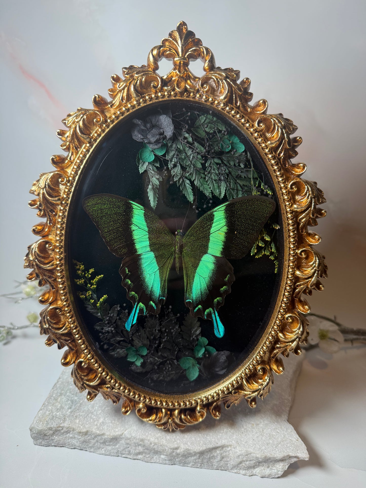 Papilio Blumei - Ornate frame