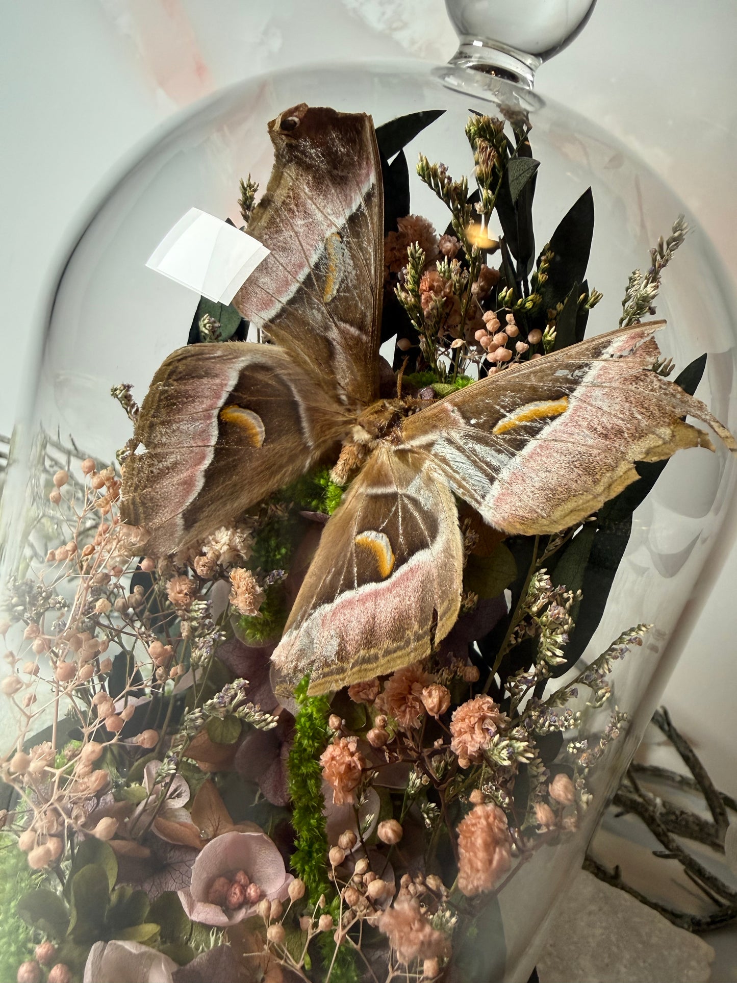 Samia sp, verified natural death Cloche dome