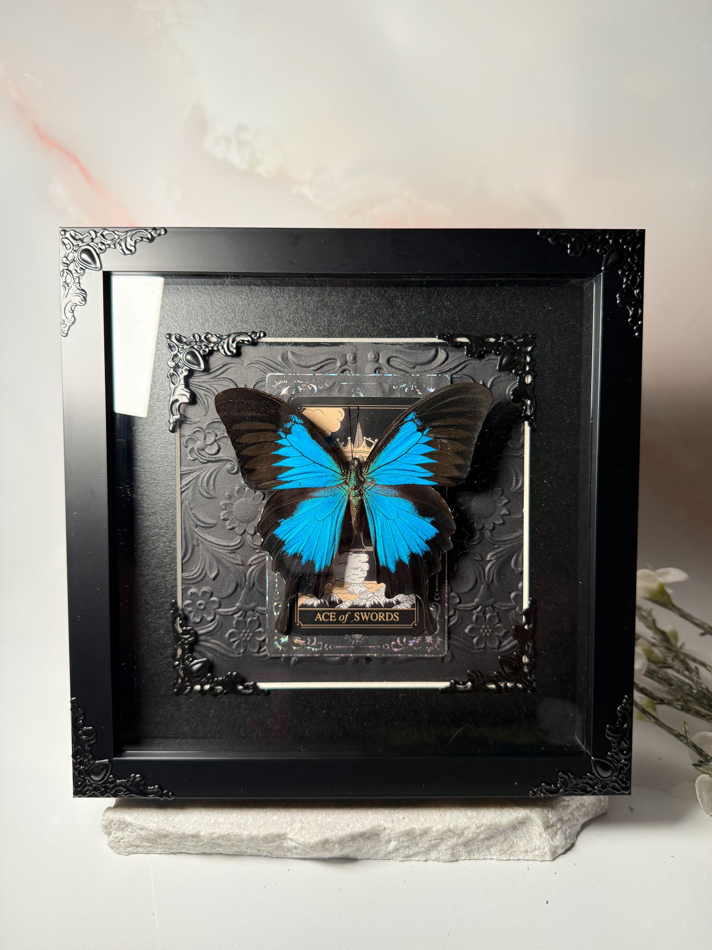Papilio Ulysses - Ace of Swords
