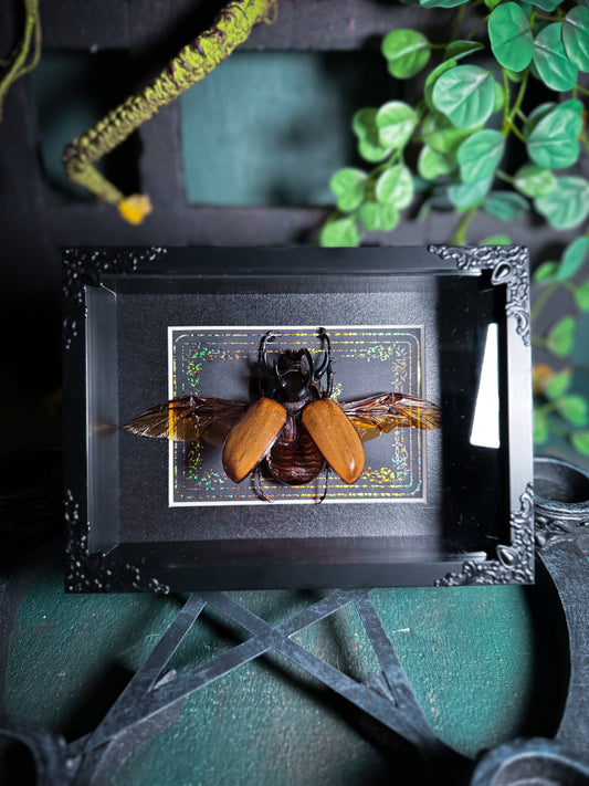 Eupatorus Gracilicornis, Horned Rhino Beetle - Gold Ornate