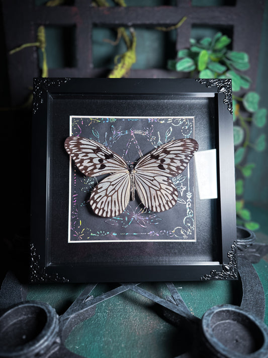 Idea Idea, tree nymph butterfly - Silver Pentagram