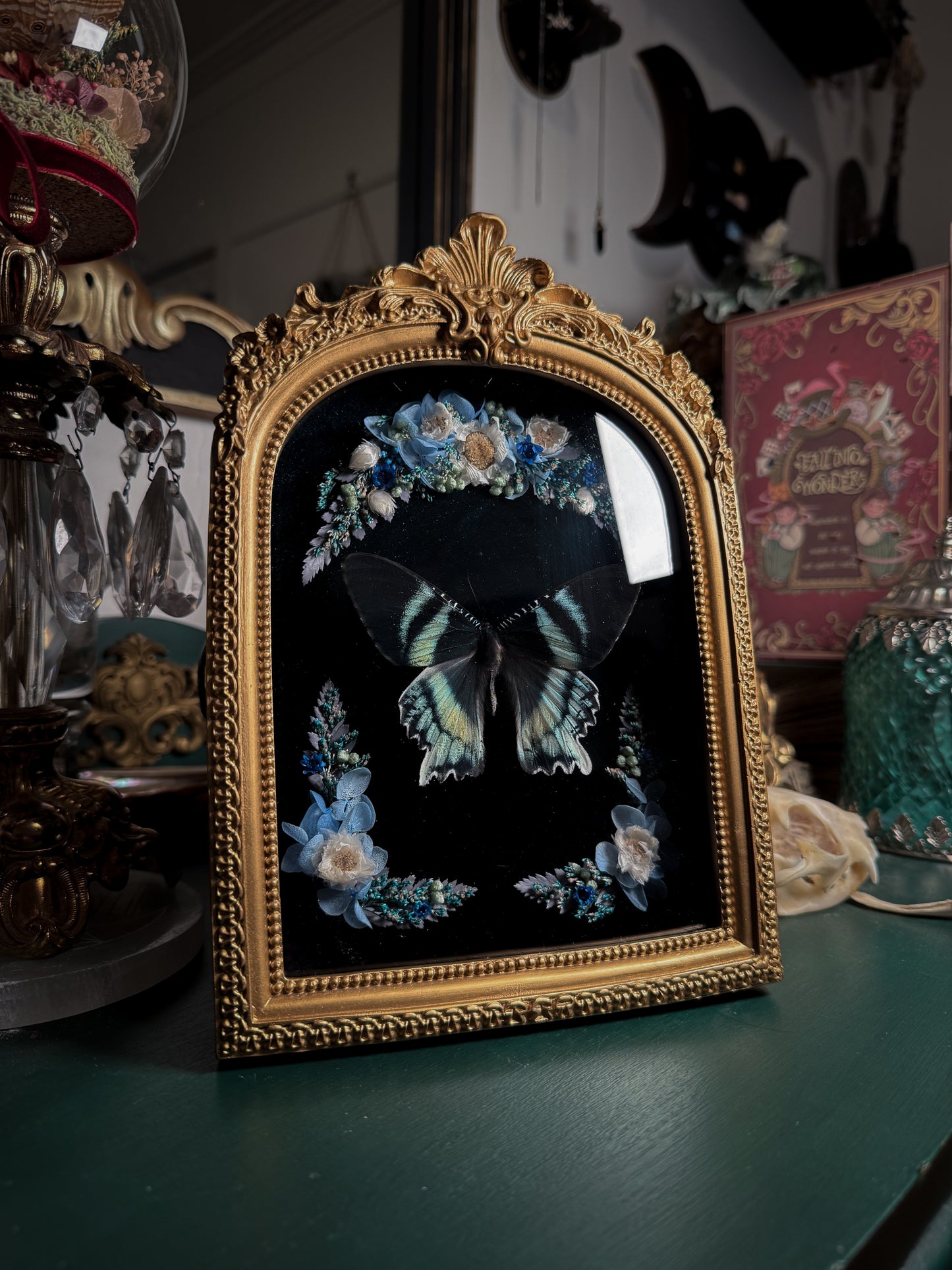 Alcides orontes - Ornate Shadow box