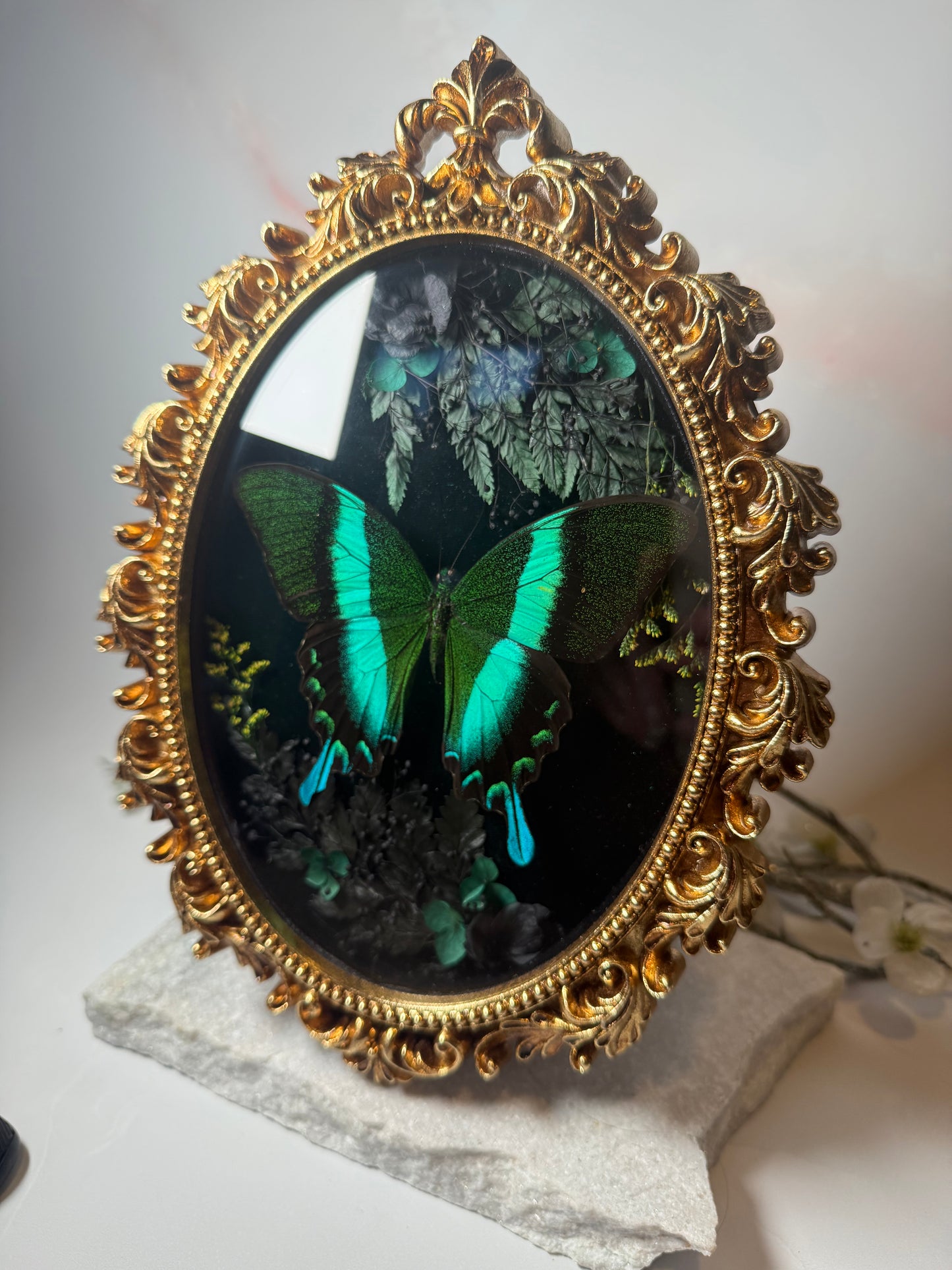Papilio Blumei - Ornate frame