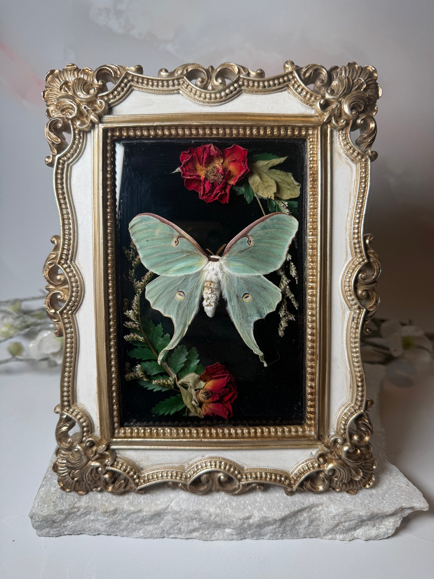 Actias Luna - Ornate gold frame
