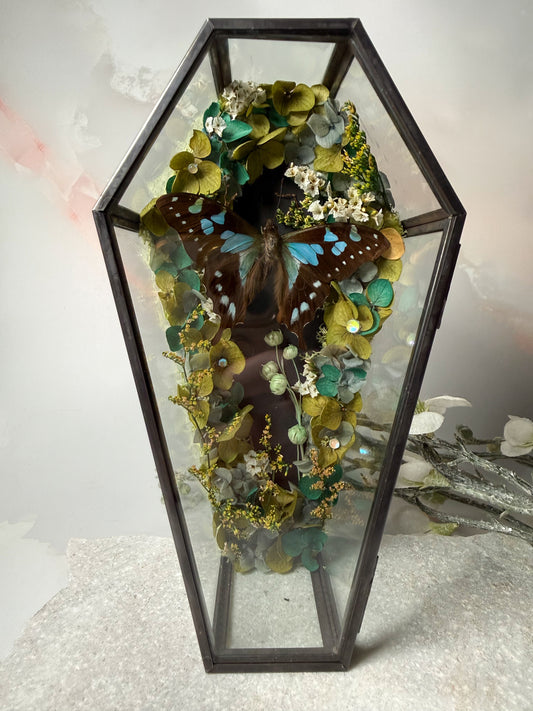 Graphium Stresemanni - Coffin