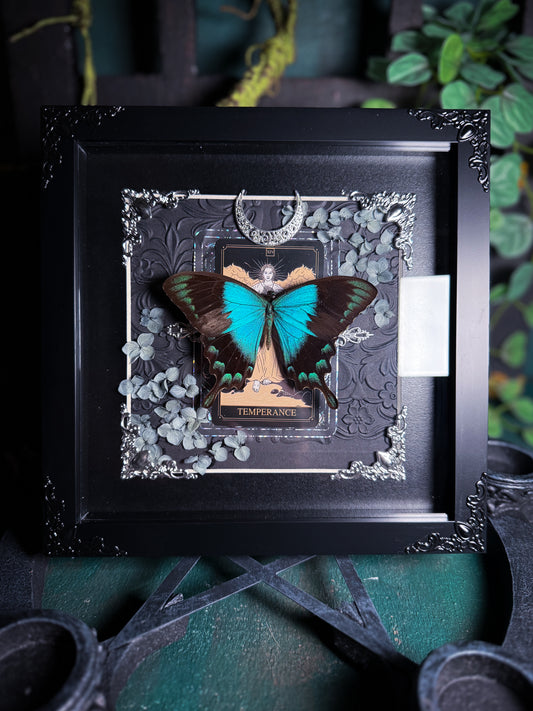 Papilio Lorqinanus - Temperance Tarot