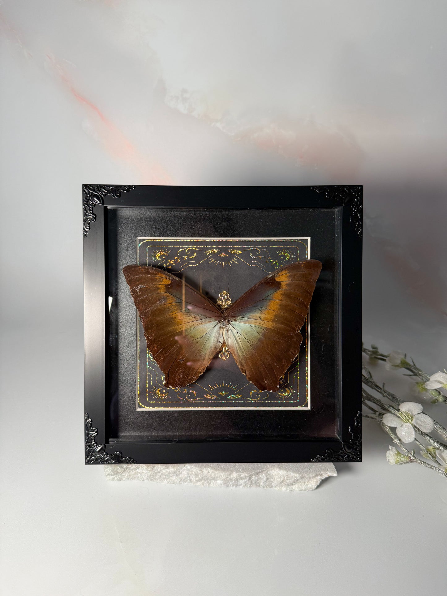 Morpho Cisseis Gahua - Garden